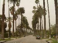 �ǂ��܂ł������A�₵�̖؂̕��ؓ�