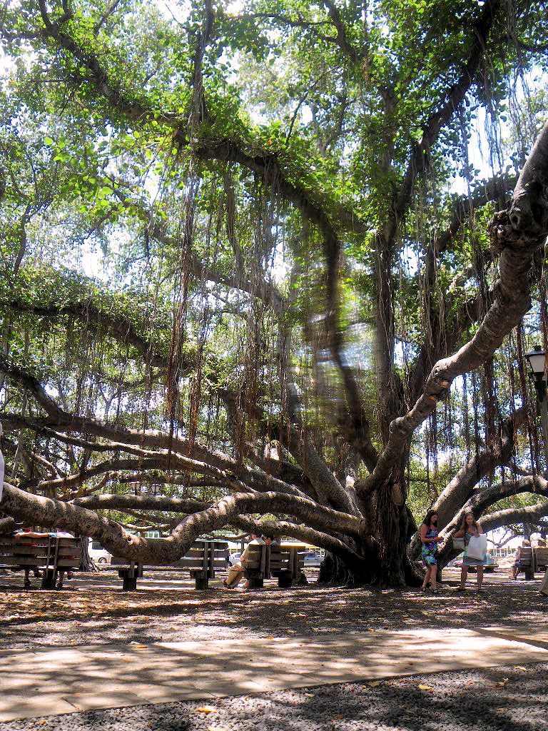 バニヤンツリー