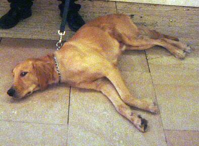 �O�����h�Z���g�����w�̔���T�m���B�����}�C�y�[�X