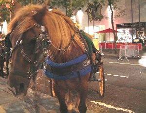 ������ƃV���C�A�Z���g�����p�[�N�̂��n����