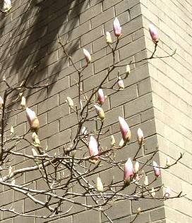 �ؘ@�̂ڂ݁A�炢����傫����