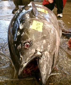 ���Ă邾���ł������󂢂Ă���`